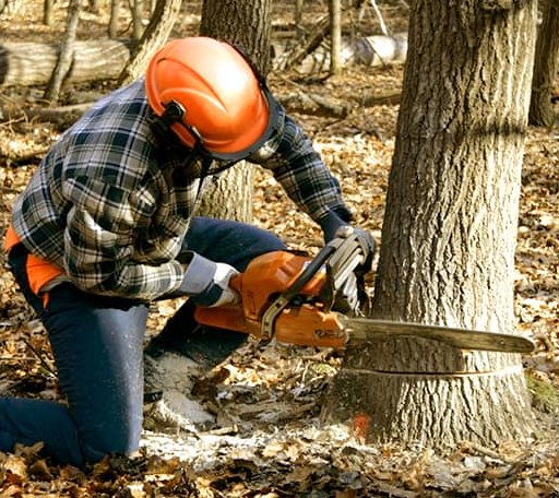 Tree Removal in Tovey, IL
